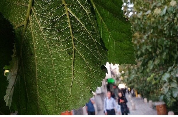 از "کنوکارپوس" تا "مگس سفید"؛ بازهم پای سودجویان درمیان است