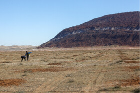 نهال کاری در منطقه کوه نمک قم برای ایجاد پوشش گیاهی مناسب در حفظ خاک