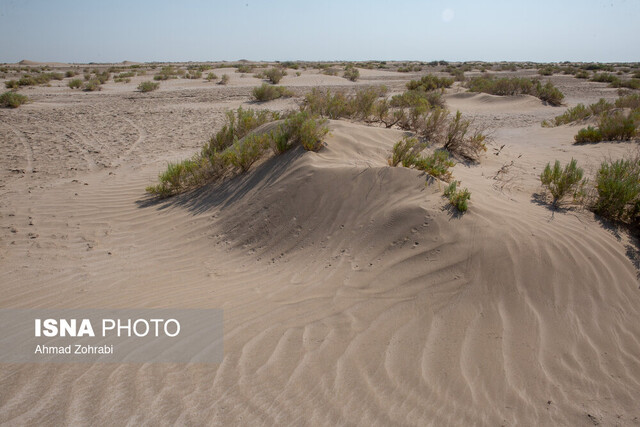 عکس آرشیوی است در سختترین دوران خشکسالی جهانی هستیم/ کاشت گیاهان بوتهای بومی با نیاز آبی کم در دستورکار