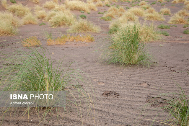 تنوع شگفت انگیز گونههای بیابانی/ تغذیه از پرندگان آبزی در دل کویر