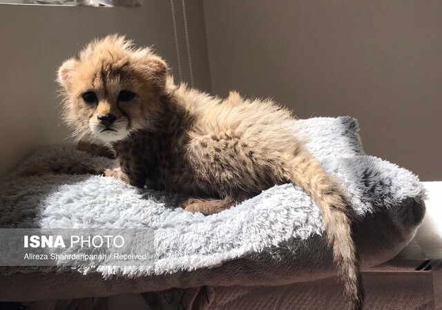 سومین توله یوز آخرین وضعیت سومین توله یوز «ایران»/ نام «پیروز» تایید نشده است