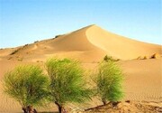 ۴۸۵ هزار هکتار از اراضی استان مرکزی در معرض بیابان‌زایی