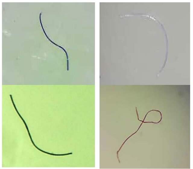 اولین مشاهده بلع میکروپلاستیک در پرندگان آبزی سواحل دریای خزر