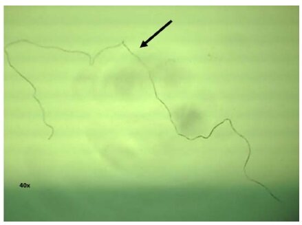 اولین مشاهده بلع میکروپلاستیک در پرندگان آبزی سواحل دریای خزر