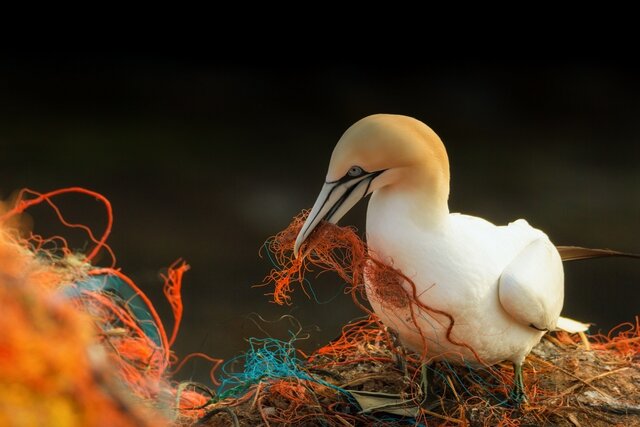 عکس تزئینی است اولین مشاهده بلع میکروپلاستیک در پرندگان آبزی سواحل دریای خزر