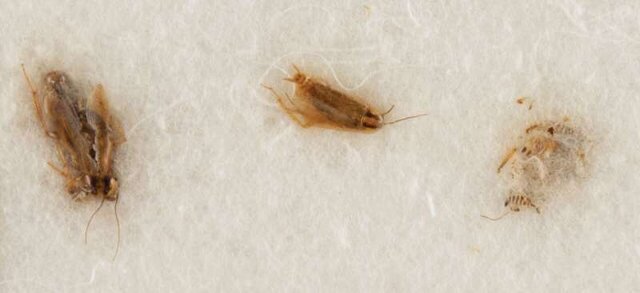 خاک ماه و سوسکهایمان پس دهید!