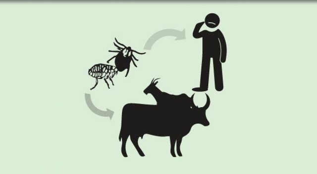 هیچ موردی از تب کریمه کنگو در خراسان شمالی ثبت نشده است