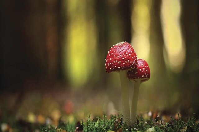 قارچهایی که قرار است زمین را نجات دهند و بیماران روحی را درمان کنند! قارچهایی که قرار است زمین را نجات دهند و بیماران روحی را درمان کنند!