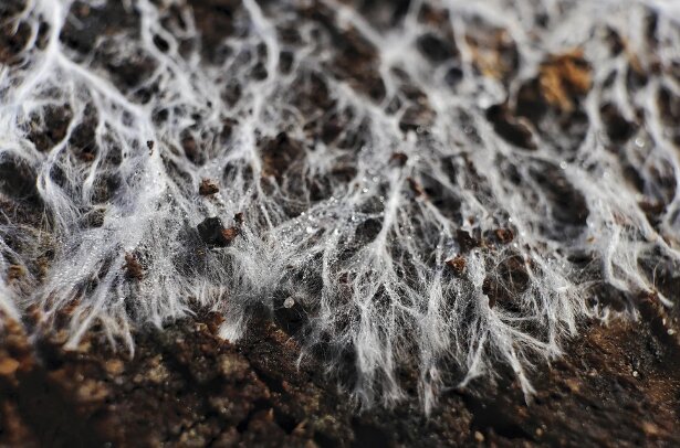 قارچهایی که قرار است زمین را نجات دهند و بیماران روحی را درمان کنند!