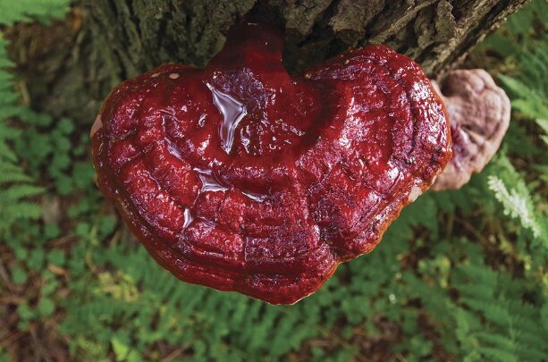 قارچهایی که قرار است زمین را نجات دهند و بیماران روحی را درمان کنند!