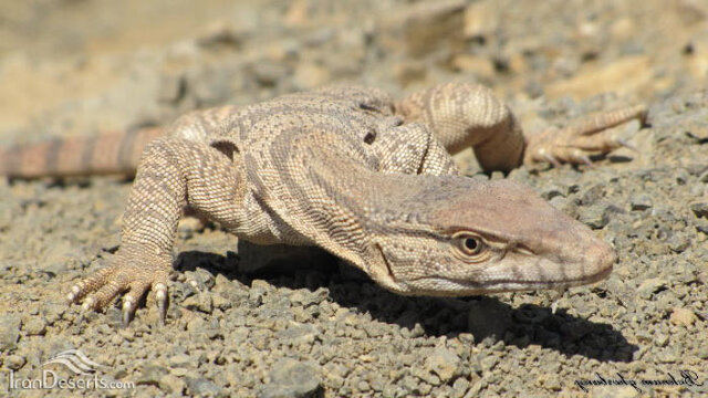 تنوع شگفت انگیز گونههای بیابانی/ تغذیه از پرندگان آبزی در دل کویر