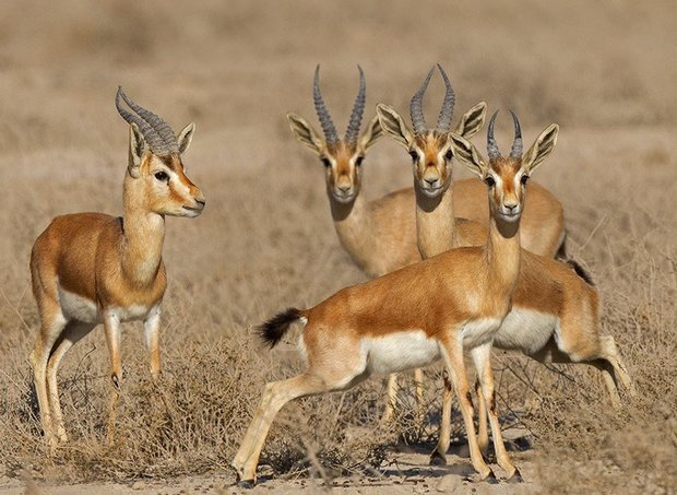 تنوع شگفت انگیز گونههای بیابانی/ تغذیه از پرندگان آبزی در دل کویر