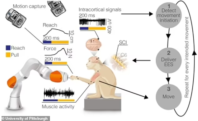 بازیابی حرکات دست و بازوی میمونهای فلج