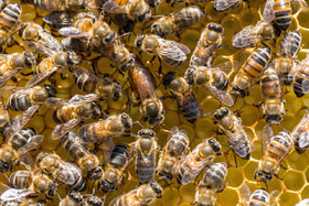 رهاسازی تکمیلی ۱۶۳ هزار فروند زنبور براکون در مزارع نخود کوهدشت