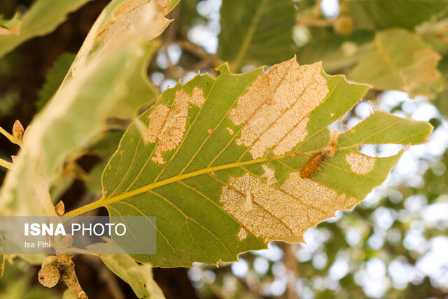 مشکل اصلی جنگلهای زاگرس چیست؟ مشکل اصلی جنگلهای زاگرس چیست؟