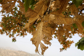 آفت «کرم جوانه خوار» و «پروانه سفید برگ‌خوار» به جان ۶۰ هزار از جنگل‌های بلوط کهگیلویه و بویراحمد