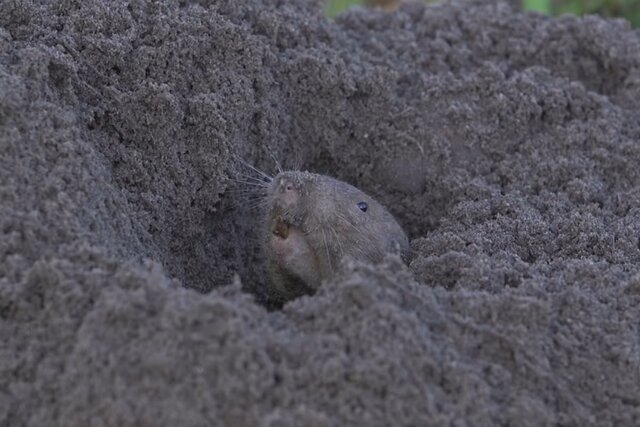 موش دالان‌ساز احتمالا تنها پستانداری است که "کشاورزی" می‌کند!