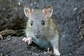 موش‌ها با تماشای همنوعان خود مسیریابی می‌کنند