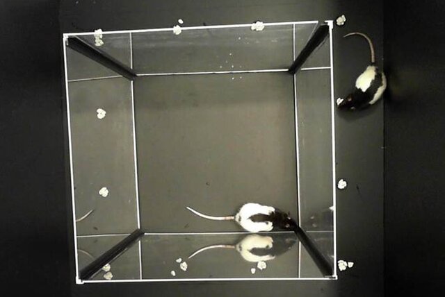 موشها با تماشای همنوعان خود مسیریابی میکنند