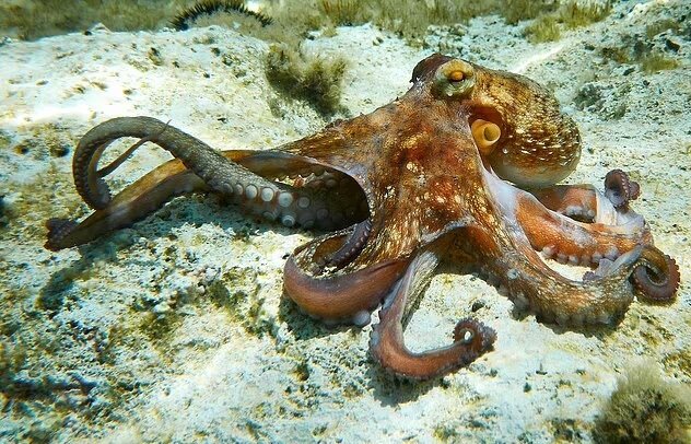 ابداع دستکش "اختاپوسی" برای گرفتن اشیا در زیر آب