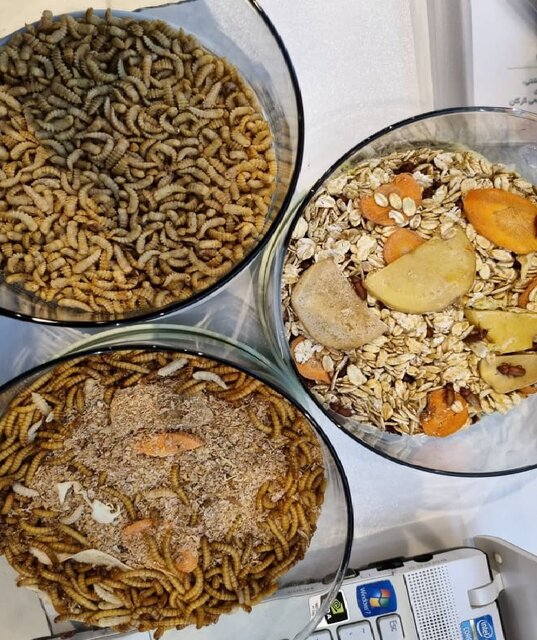 تولید نهادهای با ارزش غذایی بالا برای دام، طیور و آبزیان با استفاده از"لارو سوسک"