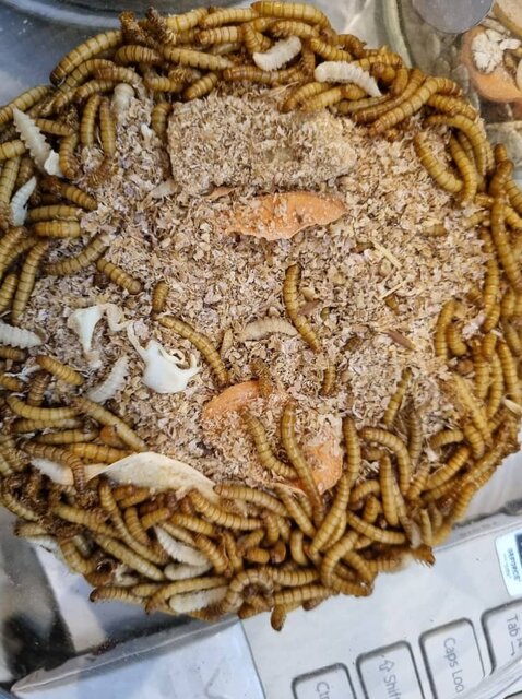 تولید نهادهای با ارزش غذایی بالا برای دام، طیور و آبزیان با استفاده از"لارو سوسک"