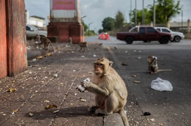 میمون‌هایی که در نبود گردشگران دزد شدند