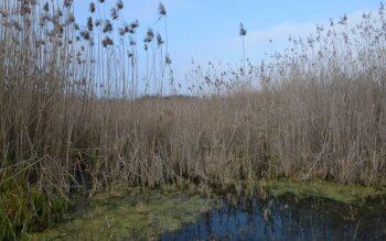 عکس خبر تزیینی است. گرفتار شدن ۷ نفر در باتلاق