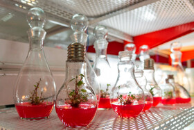 نمونهای از کشت بافت گیاهی در مجتمع تحقیقاتی شهدای جهاددانشگاهی - کرج