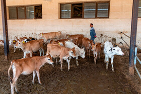 نمونهای از گوسالههای نژادهای مختلف در مجتمع تحقیقاتی شهدای جهاددانشگاهی - کرج