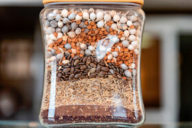 نمونهای از بذرهای گیاهی در مجتمع تحقیقاتی شهدای جهاددانشگاهی - کرج