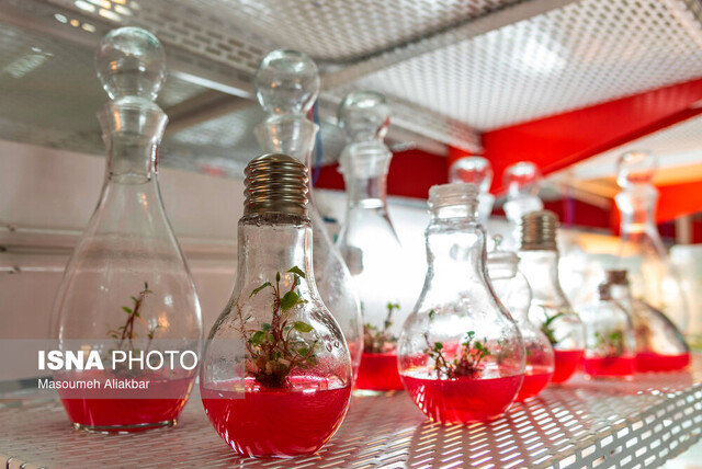 تکثیر گیاهانی با قابلیت کنترل کانونهای ریزگرد/ تلاش برای حفظ گنجینه ارزشمند گیاهان دارویی کشور