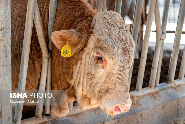 مجتمع تحقیقاتی شهدای جهاد دانشگاهی، قلب تپندهای در «قطب علم و فناوری» کشور