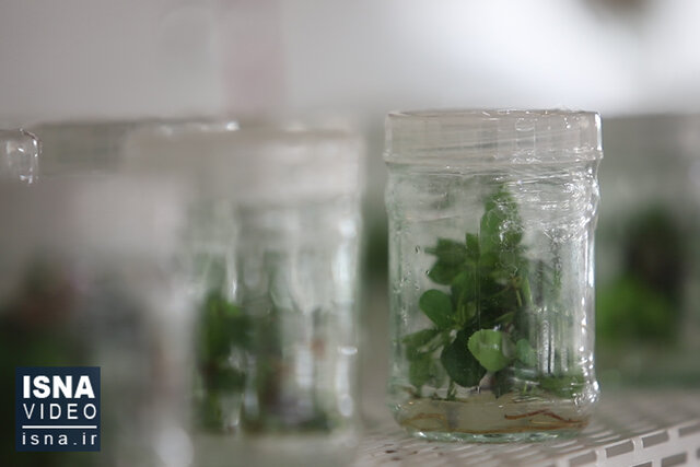 ویدئو / استفاده از ظرفیت نخبگان، سیر حرکت پژوهشکده گیاهان دارویی ویدئو / استفاده از ظرفیت نخبگان، سیر حرکت پژوهشکده گیاهان دارویی