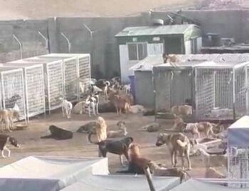 تکذیب کشتار ۱۷۰۰ سگ در دماوند/ توضیح درباره حذف و کشتن ۵۰ سگ بیمار 