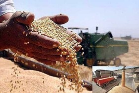 خرید تضمینی ۲۶۳ هزار تن گندم مازاد بر نیاز کشاورزان در لرستان