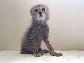 آخرین وضعیت توله یوز ایران