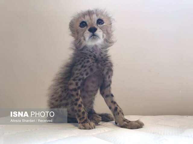 پیروز آخرین وضعیت توله یوز ایران