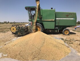 رضایت گندمکاران از قیمت جدید گندم 