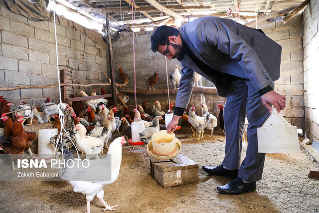 عکس تزئینی است پیشگیری از طریق آموزش، بهترین راه مقابله با بیماریهای حاد پرندگان و طیور در خدابنده