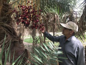 بارندگی مونسون به ١٨ هزار هکتار از باغات سیستان و بلوچستان خسارت زد