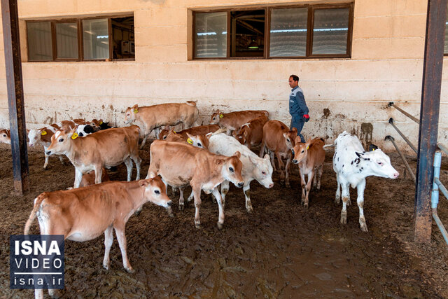 ویدئو / اصلاح نژاد دام، گامی مؤثر برای تأمین زنجیره غذایی ویدئو / اصلاح نژاد دام، گامی مؤثر برای تأمین زنجیره غذایی
