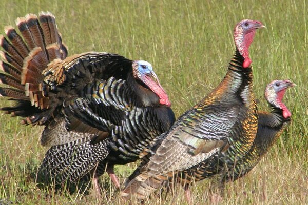 عکس تزئینی است رتبه دوم زنجان در تولید بوقلمون