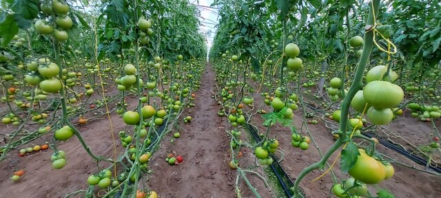 آغاز کشت محصولات گلخانه‌ای در شهرستان خاش 