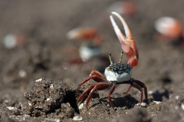 ساخت یک سیستم بینایی منحصربهفرد با الهام از چشم خرچنگ