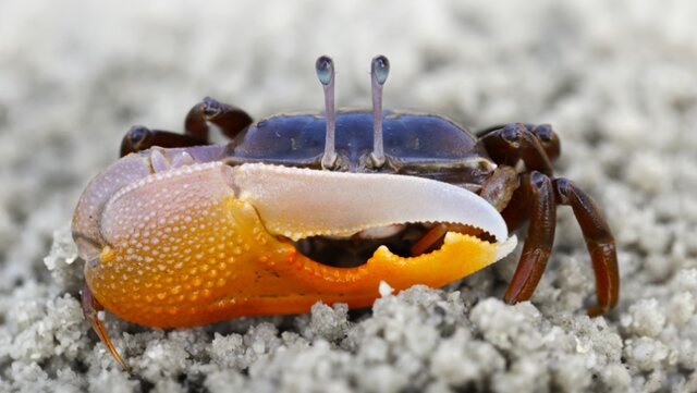 ساخت یک سیستم بینایی منحصربهفرد با الهام از چشم خرچنگ