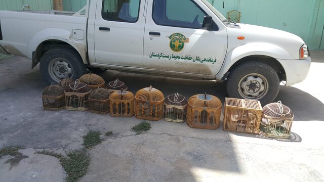 کشف لاشه بز وحشی و ادوات شکار غیر مجاز در کامیاران