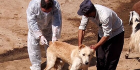 هاری و دقیقه‌های بی‌بازگشت