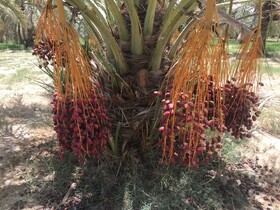 خسارت بیش از ۶٠٠ میلیارد تومانی مونسون به بخش کشاورزی شهرستان سراوان