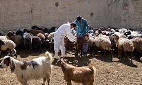 ریشه‌کنی ۵ بیماری دامی تا دو سال آینده/ مردم کشتارهای غیرمجاز را گزارش دهند